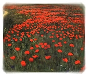 Poppies in Flanders Fields