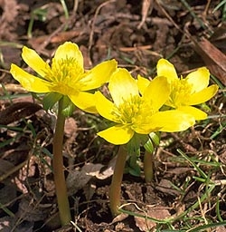 Eranthis hyemalis (winter aconite) <br>(http://www.bbg.org/gar2/topics/plants/images/<br>2006sp_springpeepers2.jpg)