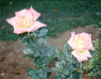  "Elizabeth Scholtz" (Grandifloria)<br>(http://www.bbg.org/exp/roses<br>/images/elizabeth_scholtz.jpg)