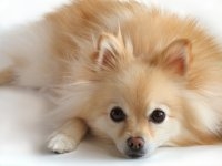My dog is a <a href=http://www.findoutaboutdogbreeds.com/Pomeranian%20200.jpg>Pomeranian, like this</a> 