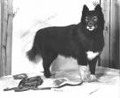 what kind of dog was balto
