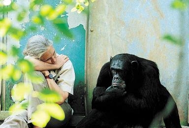 Jane and a big chimp