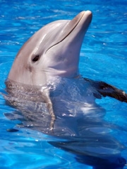 <a href=http://www.gan.ca/images/hooks/dolphin4.jpg>Dolphin</a>