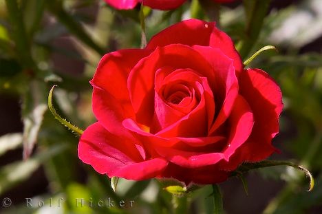 A beautiful rose like my grandma (http://www.hickerphoto.com)