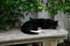The cat that was saved by Nurse Cary
