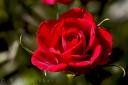 <a href=http://www.hickerphoto.com/data/media/185/red-rose_11078.jpg>My mother loves red roses. </a>