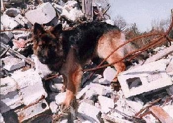 Shasta in Alaska (site myhero.com)