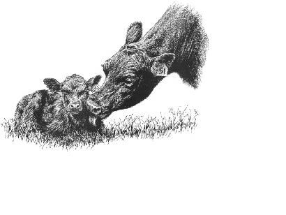 (http://www.horseshoebendranch.com/images/cow_sniff_calf_1_.gif)