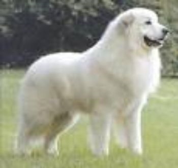 Pyrenees dog standing (Google (Pyrenees dog pictures))