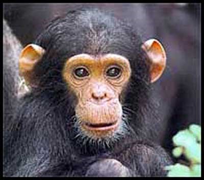 One of the many baby chimps Jane has observed<br> (http://www.lasplash.com/uploads/1/jane_goodall_baby_chimp.jpg)