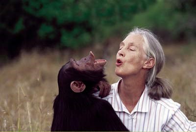Jane with a chimpanzee<br> (http://www.100monkeys.org/wp-content/uploads/2006/09/janegoodall.jpg)