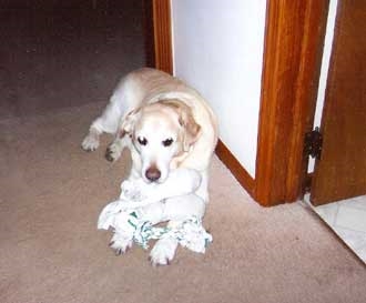 Rusty with her toys.