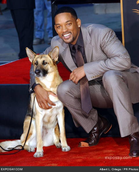 Will Smith with his dog from I am Legend 