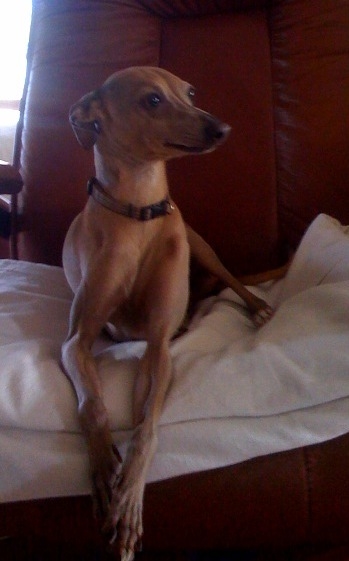 My Dog 