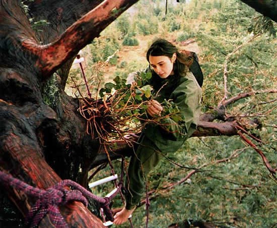 Julia Butterfly Hill in a tree (http://earthfirst.com)