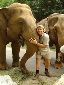 Steve with the Elephants (Steve Irwin pictures)