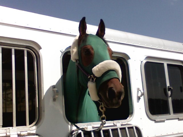 Redman (On the way to a horse show)