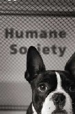This is a picture of a dog at the Humane Society. (BCNN1.com)