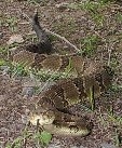 Rattlesnake (fish.state.pa.us)