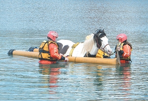 Horse in a flood (thisweeknews.com)