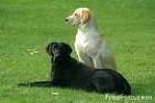 (http://www.freefoto.com/images/01/07/01_07_1---Pair-of-Dogs_web.jpg)