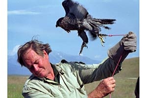 Jim Fowler in action with an eagle (http://www.georgiaencyclopedia.org/nge/Multimedia.jsp?id=m-11120)