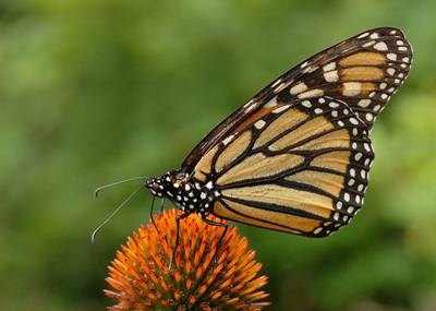 The Butterfly Effect (http://upload.wikimedia.org/wikipedia/commons/b/b5/Monarch_Butterfly_Danaus_plexippus_on_Echinacea_purpurea_2800px.jpg)