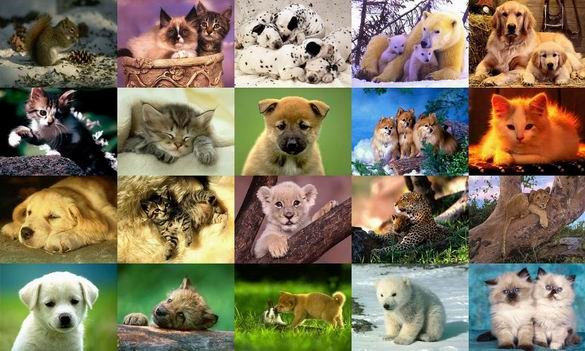 All diffrent types of animals Annie cared for (google)