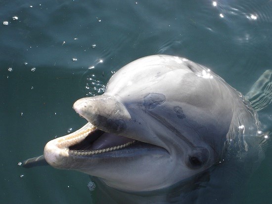 The dolphin that saved a boy. (http://www.treehugger.com/galleries/2010/10/10-amazing-stories-of-animals-rescuing-humans.php?page=8)