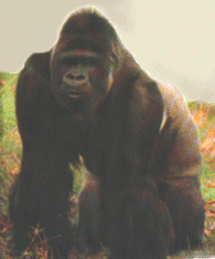Jambo at the Jersey Zoo (lelion.co.uk)