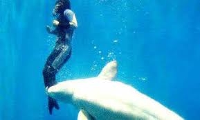 Filippo the dolphin saves teenager (worldtopdata.blogspot.com)