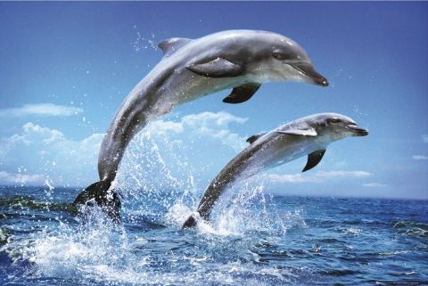 Dolphins (http://hitchhikers.wikia.com/wiki/Dolphins)
