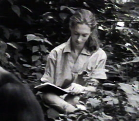 Jane Goodall while observing the chimpanzees 