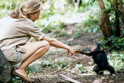 a young Jane Goodall with a baby chimpanzee 