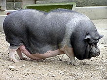 POT BELLIED PIG (wikipedia (wikipedia))