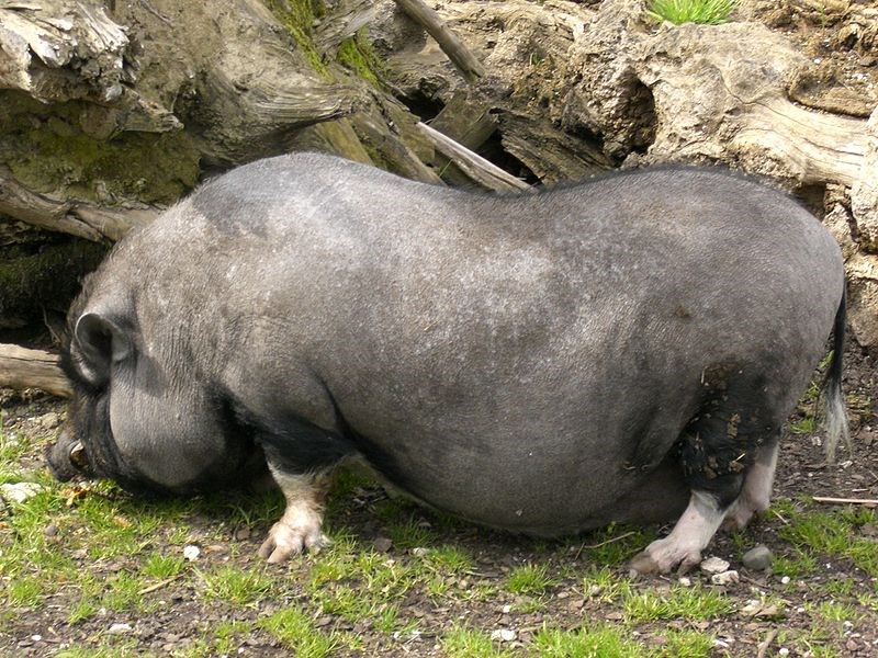 POT BELLIED PIG (wikipedia)