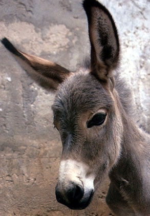 Picture of The Donkey
