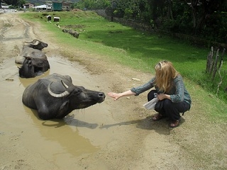 Picture of Slater in Nepal - Wendy and Water Buffalo in Nepal