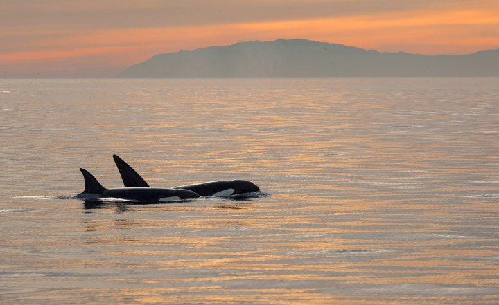 Picture of Orcas at Sunset