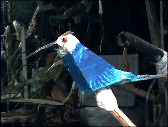 Picture of The Bird 1