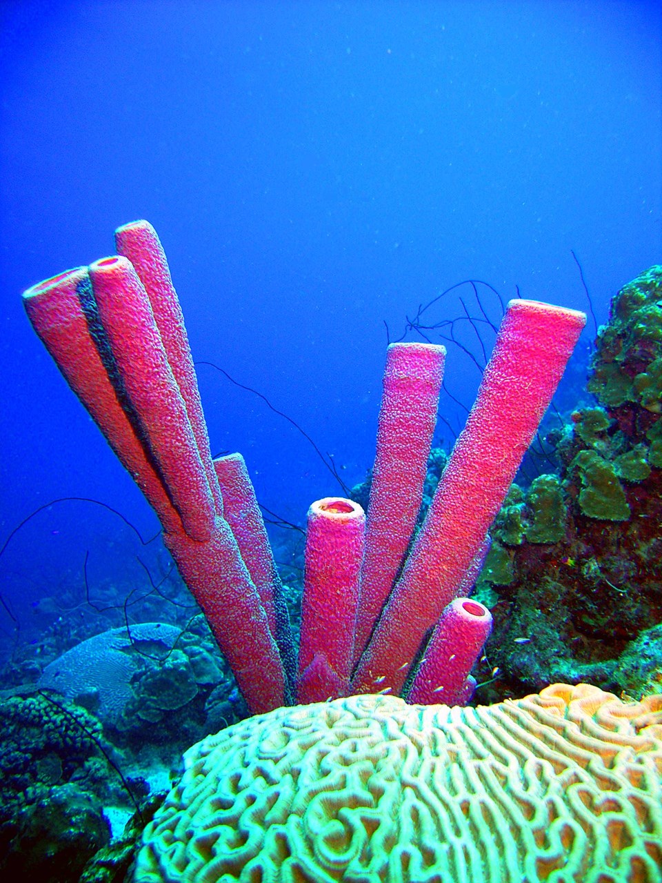 Picture of Purple Tube Sponges