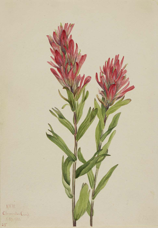 Picture of Alberta Paintbrush by Mary Vaux Walcott, 1920