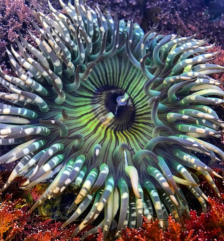 Picture of Shaws Sea Anemone