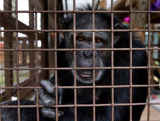 In this photo taken Aug. 8, 2016, Jamie, a chimp who lives at Chimpanzee Sanctuary Northwest near Cle Elum, Wash., looks through a window of an enclosure during a birthday celebration for another chimp. Sanctuaries across the country are preparing for an influx of retired private lab chimpanzees, now that the federal government has stopped backing experiments on humankind's closest relatives. (AP Photo/Ted S. Warren)