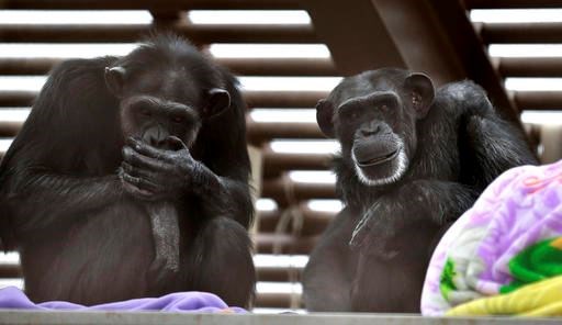 In this photo taken Aug. 8, 2016, Foxie, right, and Annie, left, two chimps who live at Chimpanzee Sanctuary Northwest near Cle Elum, Wash., sit on a platform during a party for Foxie's 40th birthday. Sanctuaries around the country are preparing for an influx of retired private lab chimps now that the federal government has stopped backing experiments on humankind's closest relatives. (AP Photo/Ted S. Warren)