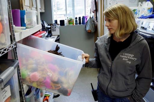 In this photo taken Aug. 8, 2016, Diana Goodrich, co-director of Chimpanzee Sanctuary Northwest, looks into a box of dolls and other toys used in enrichment activities with the chimps who live in the facility near Cle Elum, Wash. Sanctuaries around the country are preparing for an influx of retired private lab chimps now that the federal government has stopped backing experiments on humankind's closest relatives. (AP Photo/Ted S. Warren)