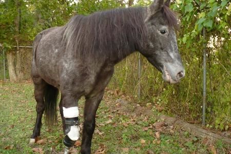 Horse Riding (horseriding.com (unknown))