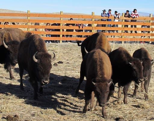 Buffalo await release from a corral south of Pilot Butte, Wyo., in the Wind River Indian Reservation, Wyo., on Thursday, Nov. 3, 2016. The Eastern Shoshone Tribe released 10 buffalo, marking the first time in more than a century that the animals have roamed the area. (AP Photo/Ben Neary)