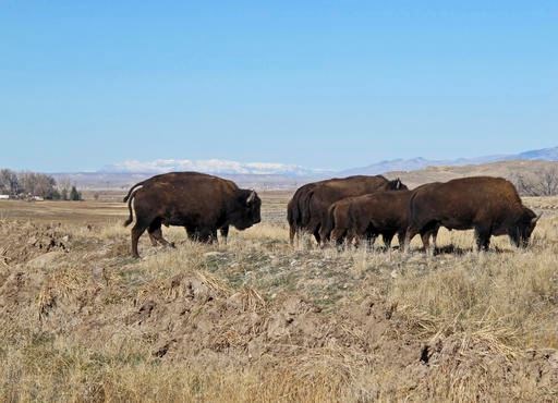 Buffalo explore their new terrain after their release from a corral south of Pilot Butte, on the Wind River Indian Reservation, Wyo., on Thursday, Nov. 3, 2016. The Eastern Shoshone Tribe released 10 buffalo, marking the first time in more than a century that the animals have roamed the area. (AP Photo/Ben Neary)