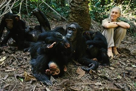 Jane Goodall with a couple of her dearest chimps. (National Geographic (Nick Nichols))